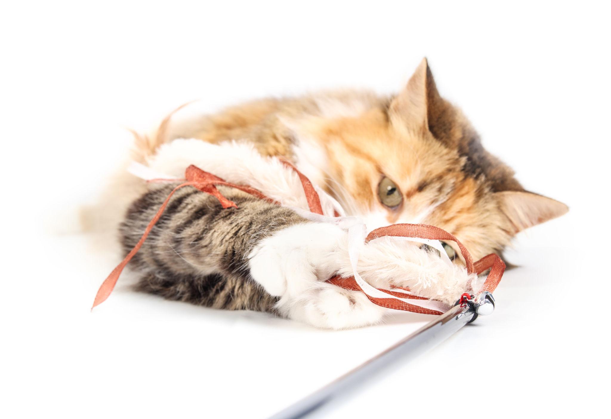 Cat Interactive Feather Wand - Synthetic